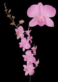 orchid dendrobium pink