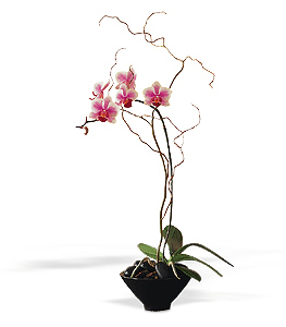 Potted purple phalenopsis orchid