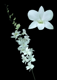 Dendrobium Orchid white