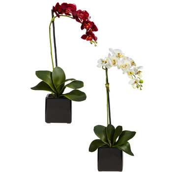 Phaleanopsis Orchid W/Black Vase Silk Arrangement