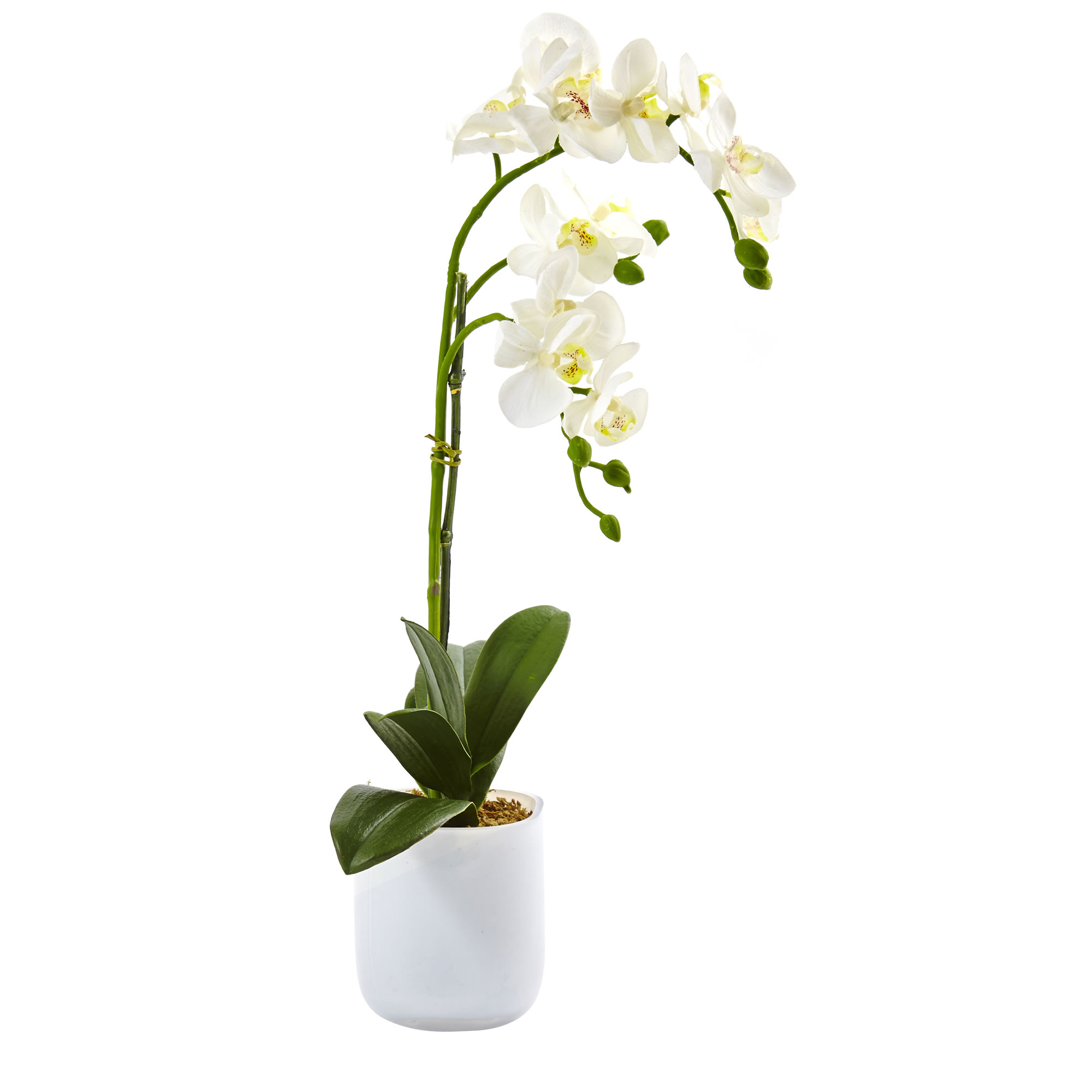 White Phalaenopsis orchid arrangement