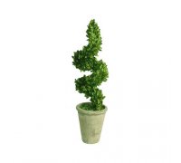 Preserved Boxwood Topiary spiral twist