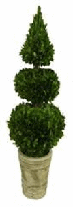 Preserved Boxwood Topiary 3 tiers. Sphere and cone.28 inches height