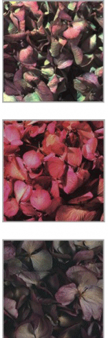 Preserved flower: hydrangea