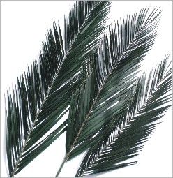 preserved phoenix palm