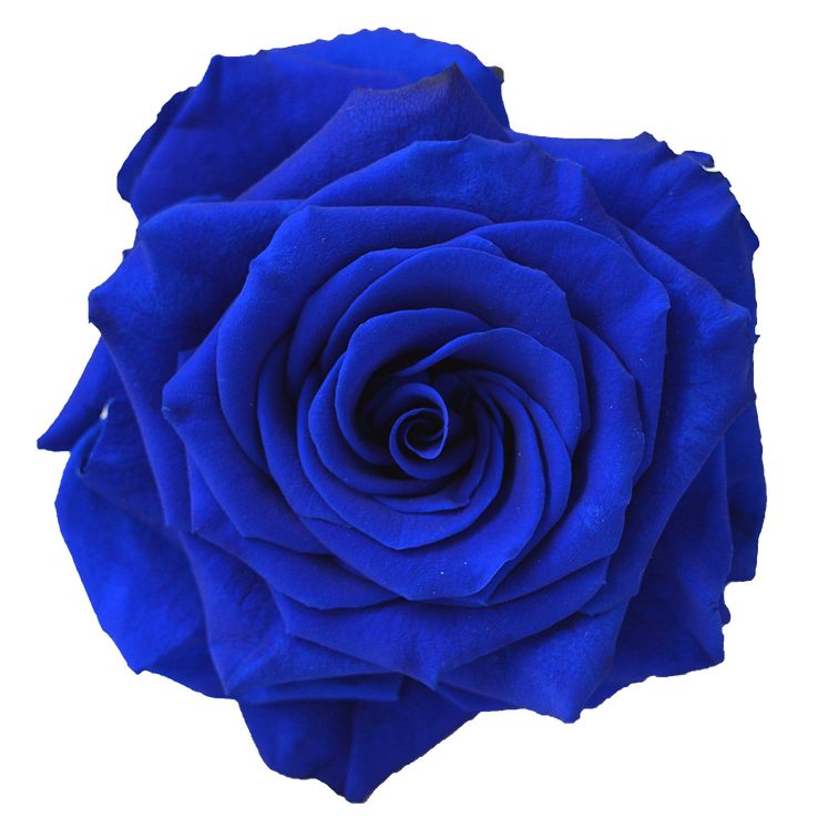 Preserved Rose Navy Blue