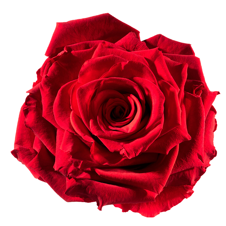 Preserved rose: red-passion