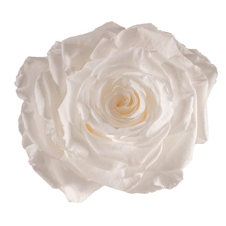 Preserved Rose Pure White