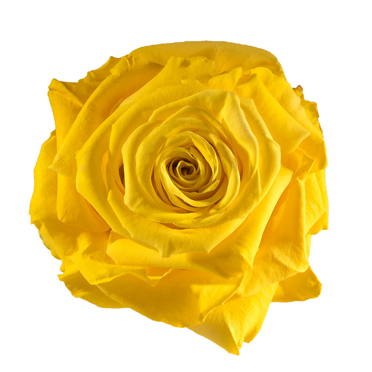 Preserved Rose Yellow
