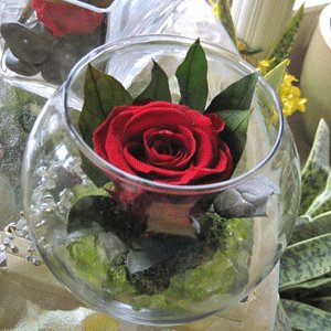 Preserved red rose in glass bowl by Paolo