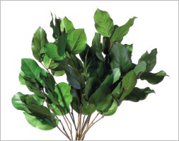 preserved salal leaves