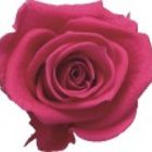 Dark Pink Rose