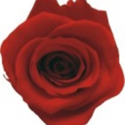Preserved Red Rose