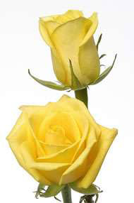 Rose yellow unique