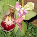 Orchid and fairy