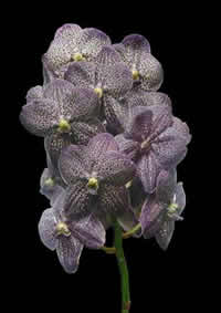 orchids species Vanda Blue Magic