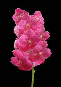 orchids species Vanda Red One