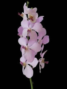orchids species Vanda Vantui