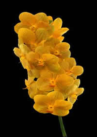orchids species Vanda Yellow