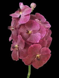 orchids species Vanda Brown