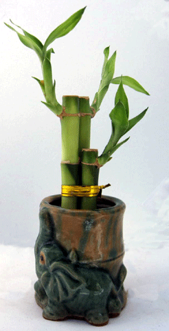 lucky bamboo 3 stalks design