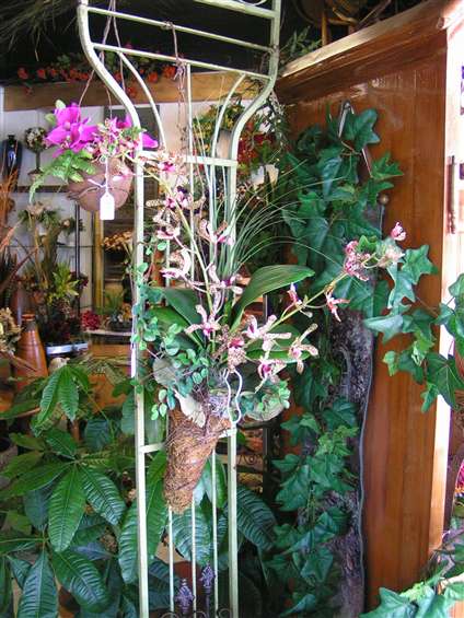 Orchid display at Joys Florist in Fort Lauderdale