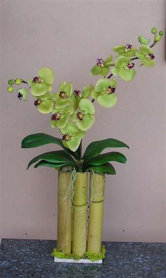 Green phalenopsis orchids in bamboo container. By Paolo C.