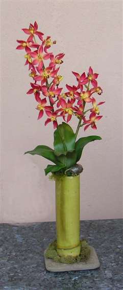 Variegated orchids in bamboo container. By Paolo Calvenzani