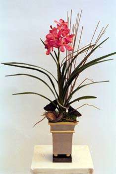 Dark Pink Vanda orchid in metal container