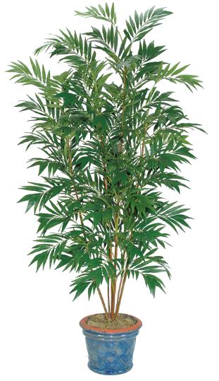 Bamboo Palm Tree