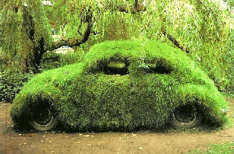 Beetle covered moss