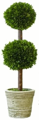 Preserved Boxwood Topiary Double Ball. Large. 30 inches heigh