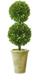 Preserved Boxwood Topiary Double Ball. 20 inches height