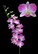 orchids species dendrobium Anna