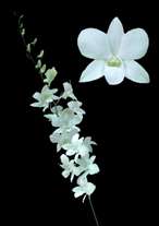 orchids species dendrobium Big white jumbo