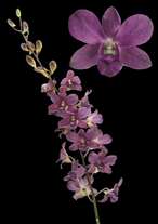 orchids species dendrobium blue supply