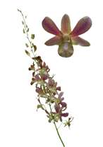 orchids species dendrobium bronze