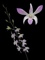 orchids species dendrobium Chalerm Porn