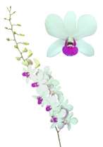 orchids species dendrobium charming_white