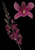 orchids species dendrobium Copter