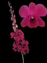orchids species dendrobium dark red