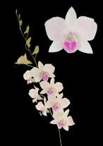 orchids species dendrobium Big White Ecapol