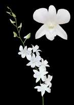 orchids species dendrobium White Sonia