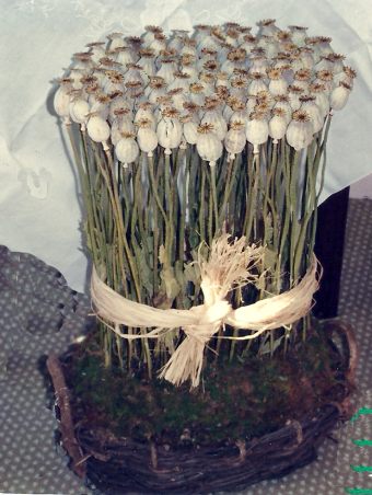 Dried flower Poppy arrangement. Made in 1998 by Paolo