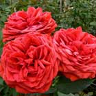 Rabelais Garden Rose