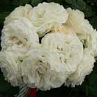 Romantica Garden Rose