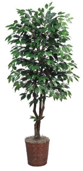 Ficus Tree Deluxe