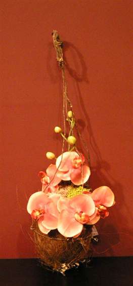 Hanging orchids inside a coconut. By Connie