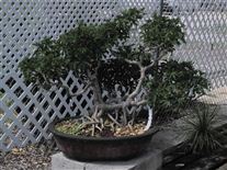 Bonsai tree specimen