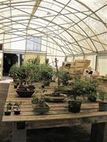 Bonsai tree nursery